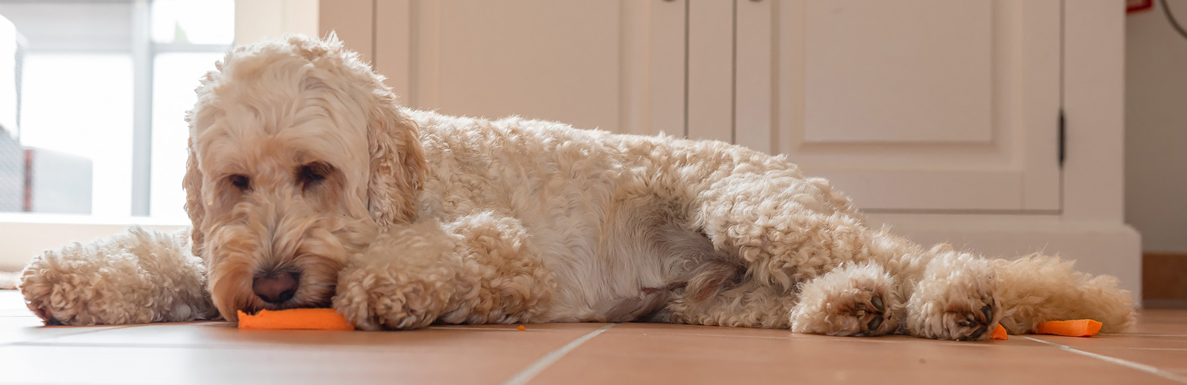 Hund frisst eine Mohrrübe