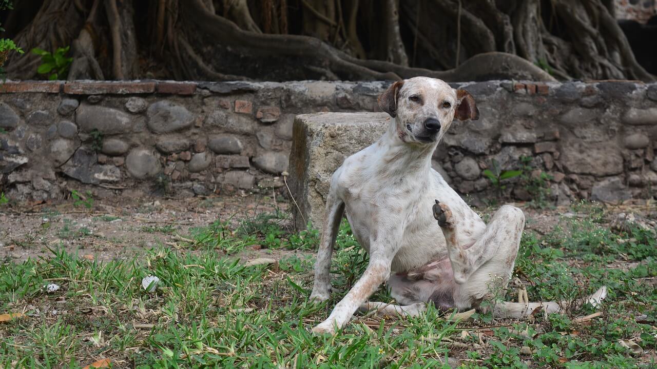 Hund hat Flöhe und kratzt sich