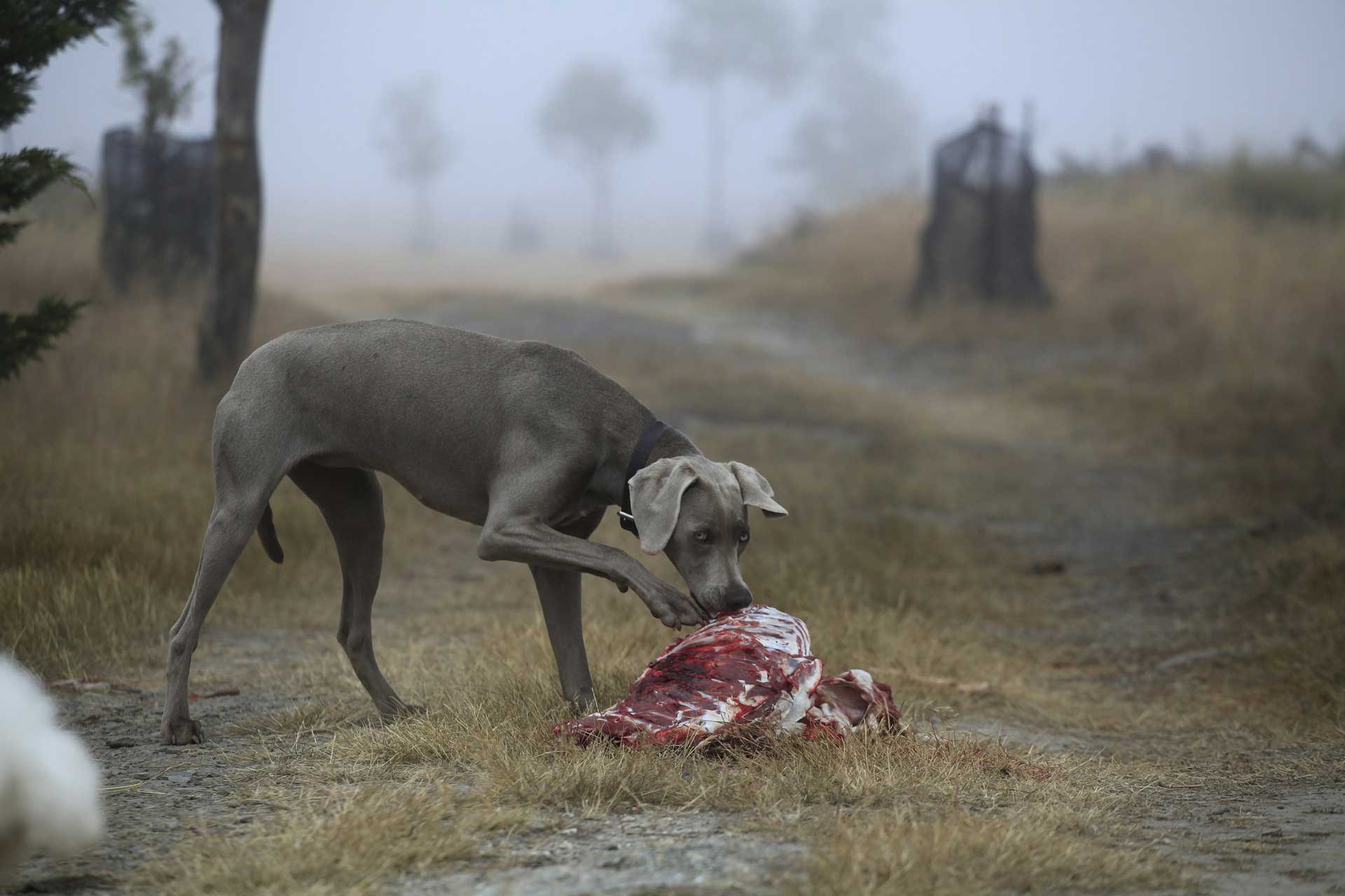 Hund frisst Fleisch