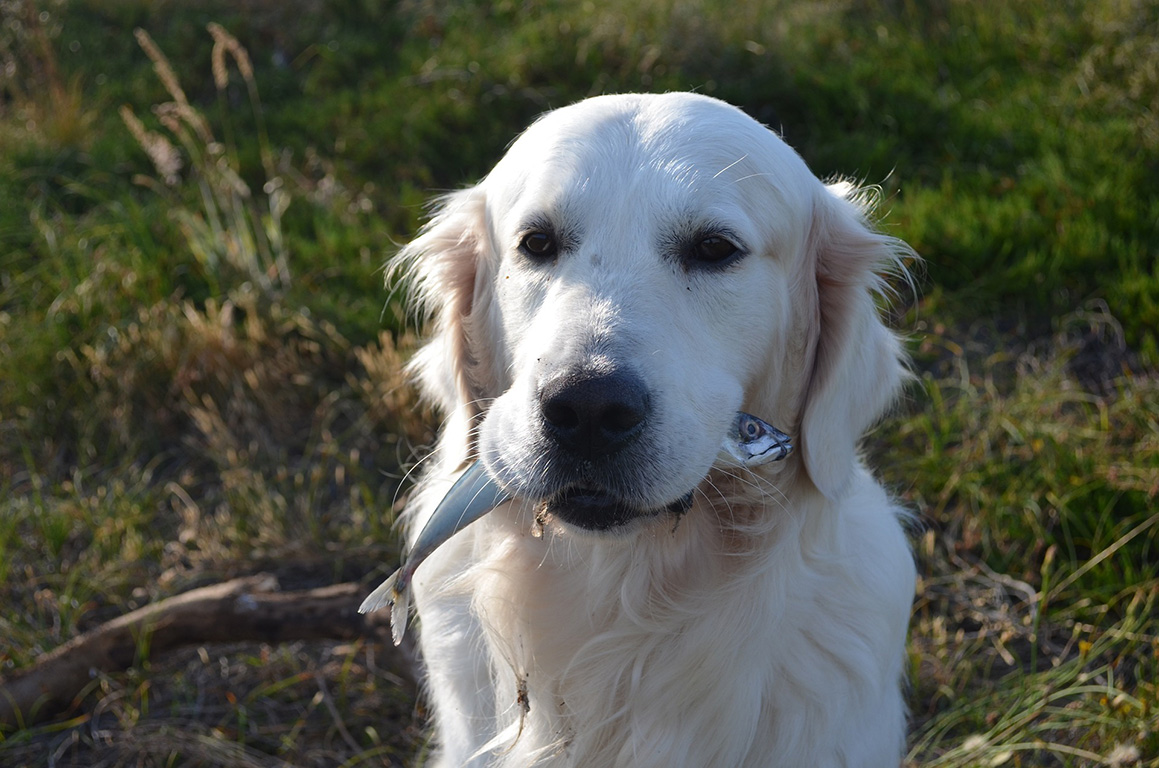 Hund hält einen frischen Fisch im Maul.