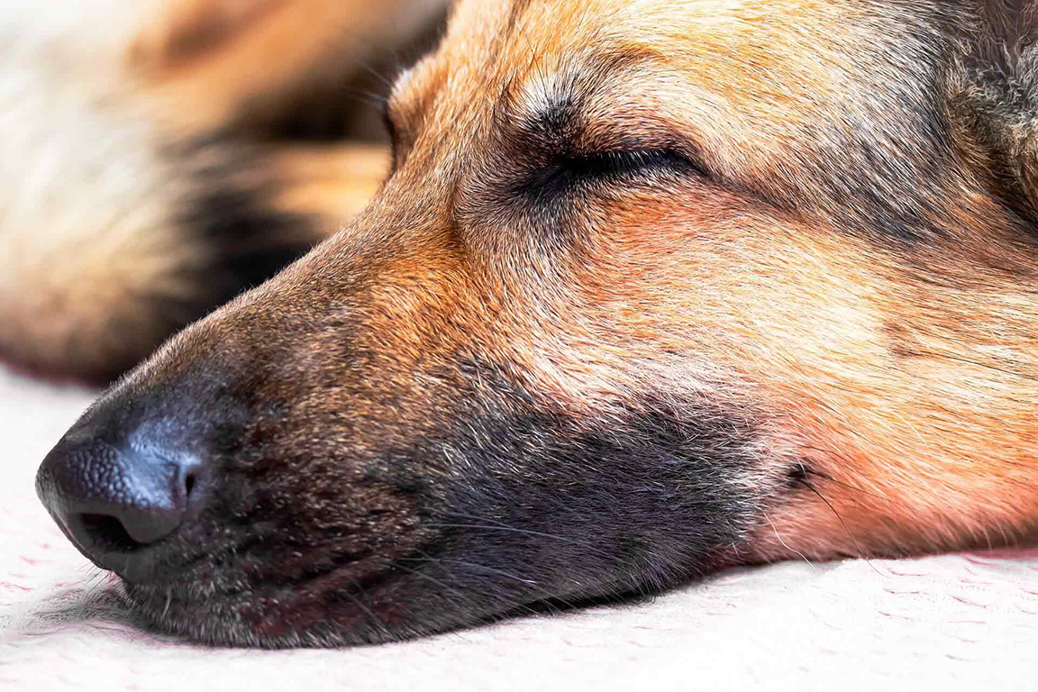 Hund liegt auf dem Boden und schläft.