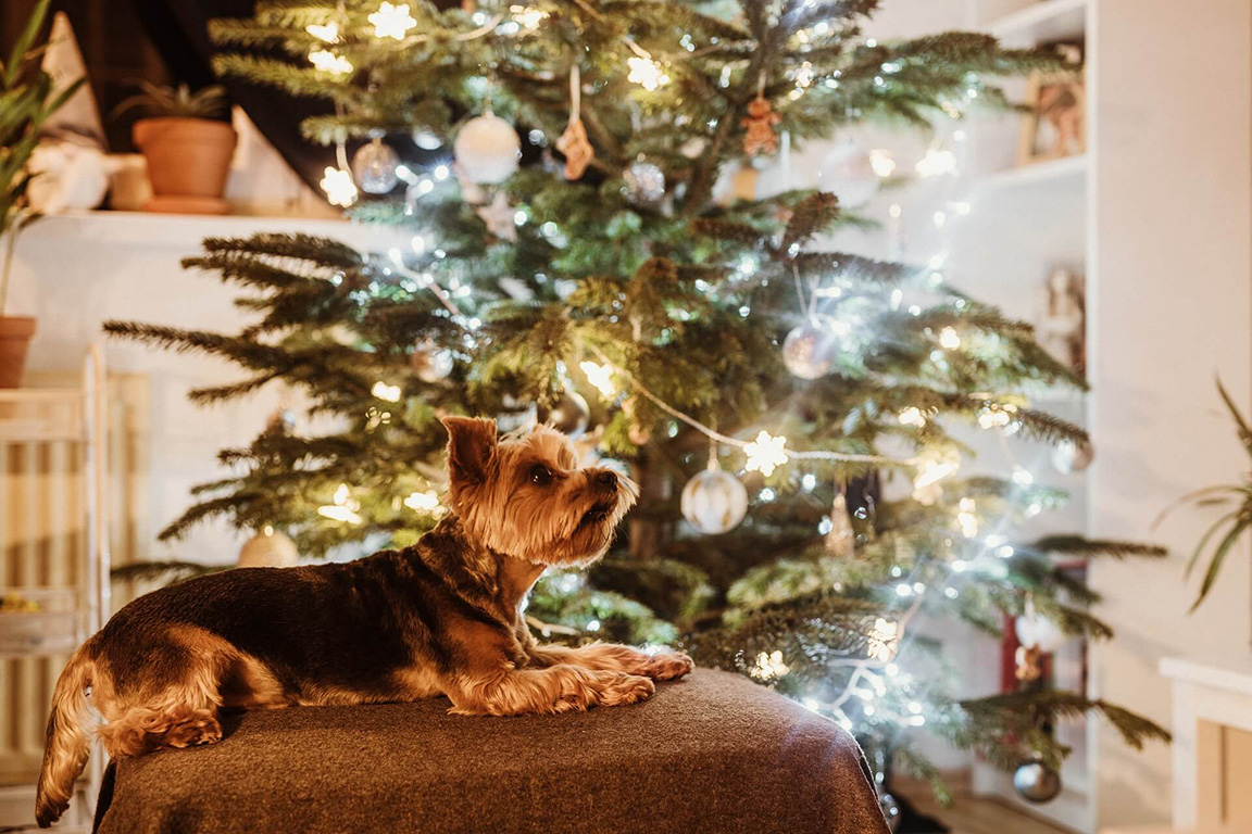 An Weihnachten lauern viele Gefahren auf Ihren Hund