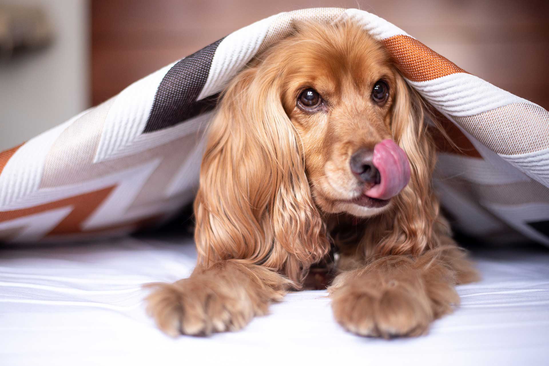 Hund leckt sich über die Nase