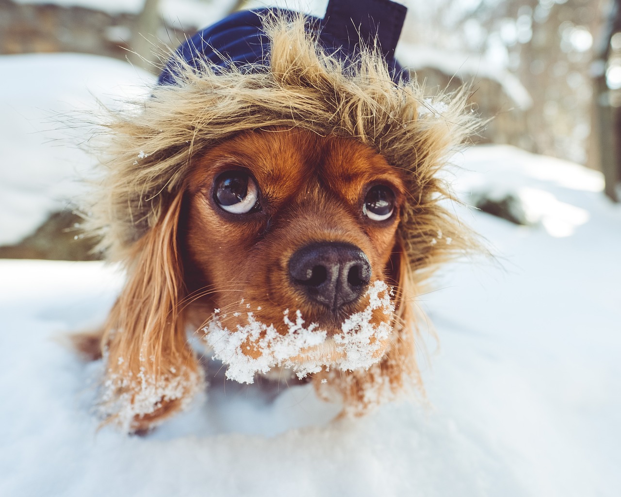 Hund frisst Schnee