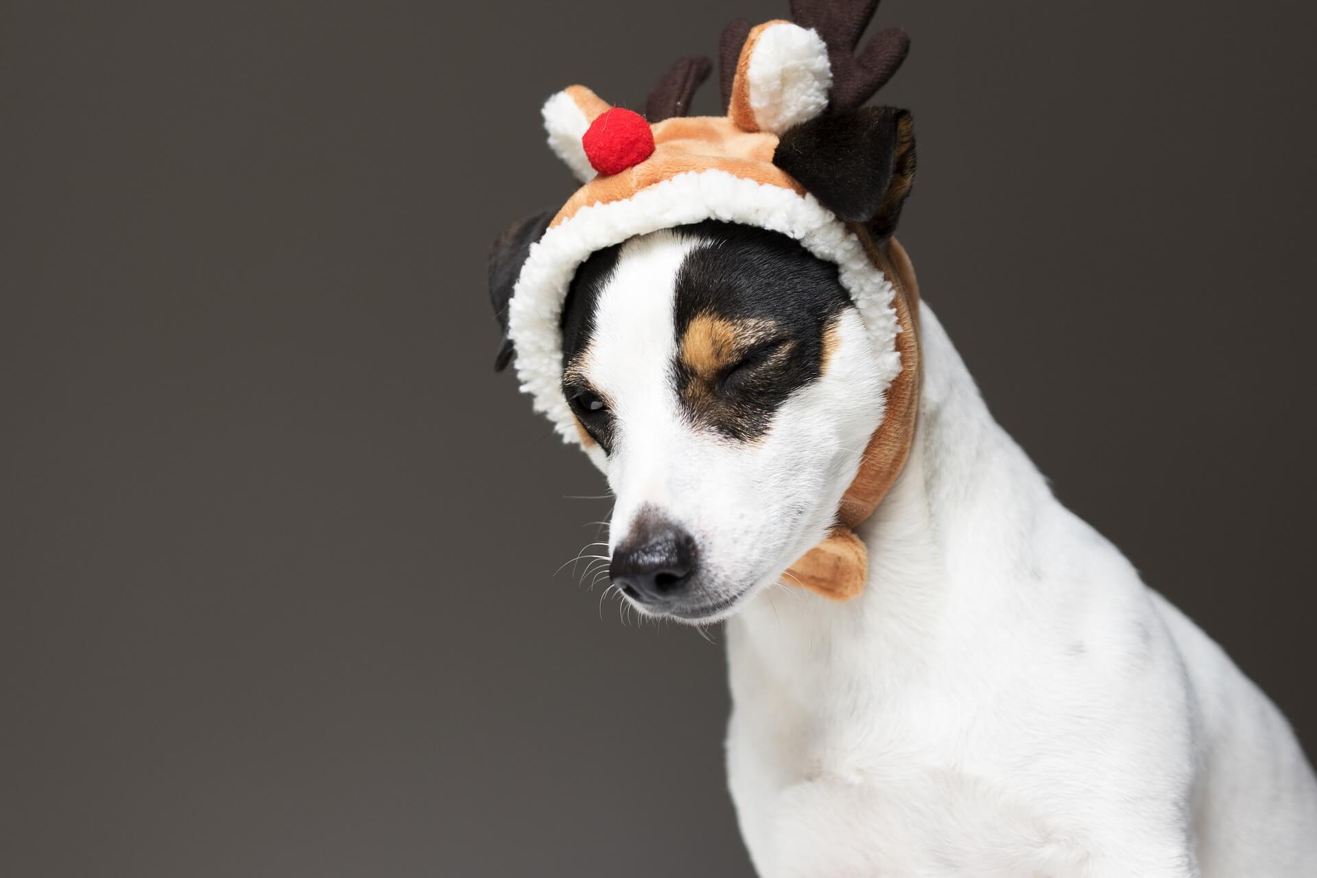 Hunde an Weihnachten