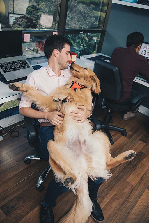 Mensch hat Bürohund auf dem Schoß.