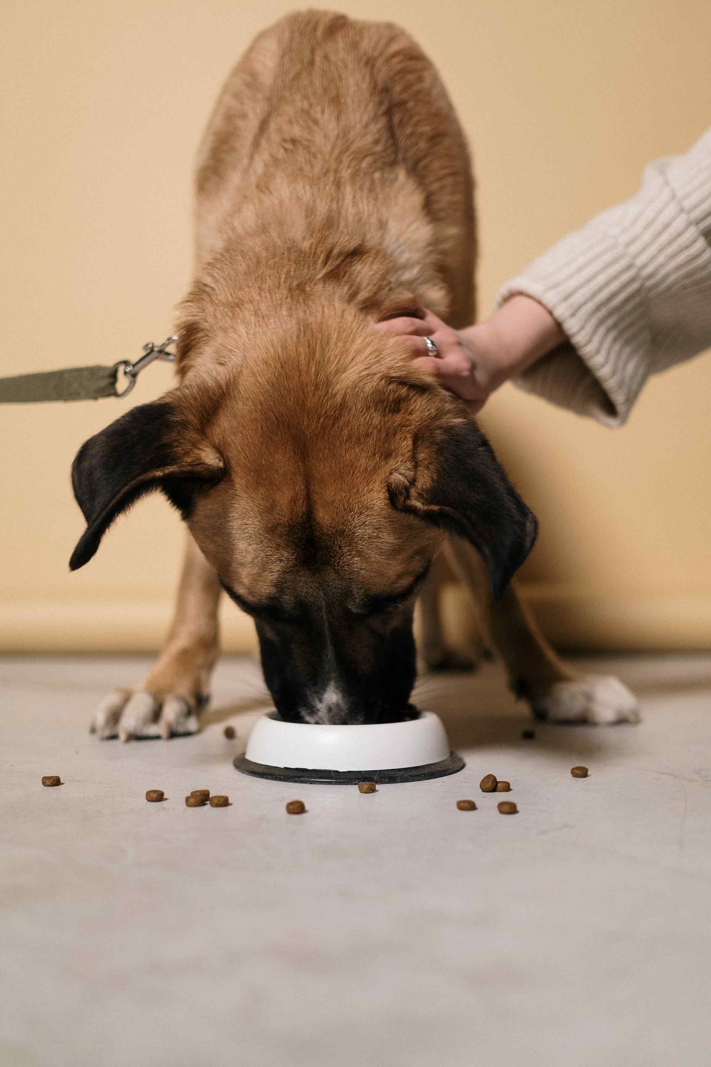 Hund frisst Trockenfutter und wird gestreichelt