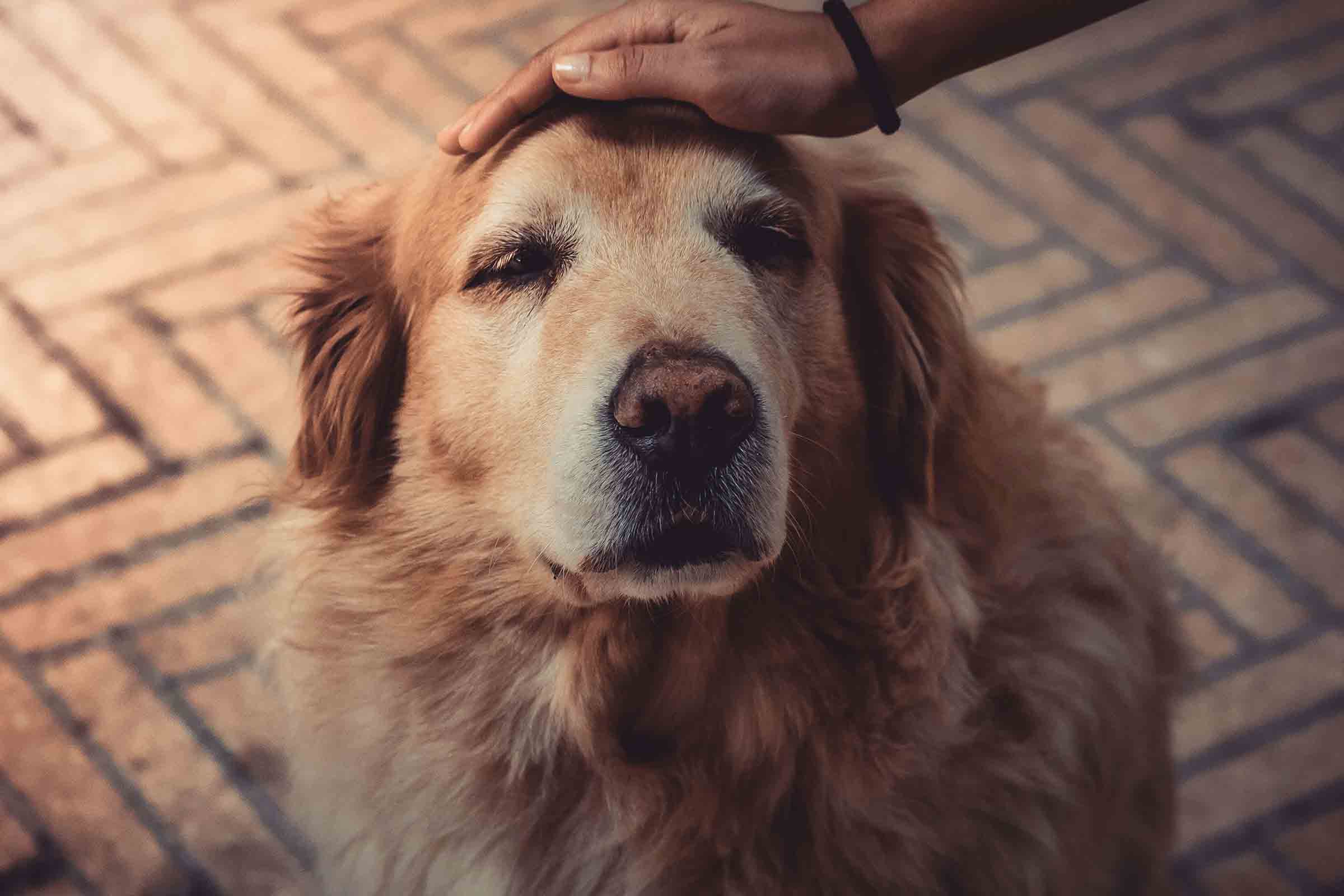 alter Golden Retriever wird am Kopf gestreichelt. 