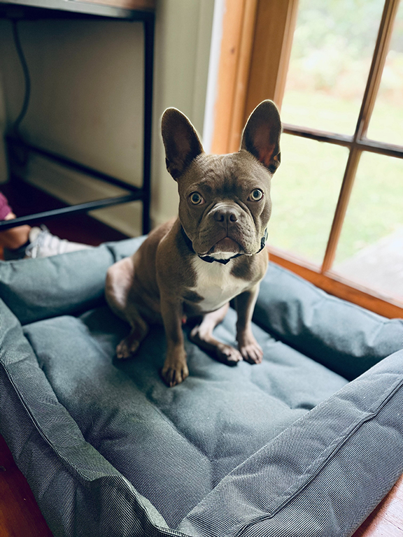 Hund sitzt in seinem Hundebett neben dem Schreibtisch